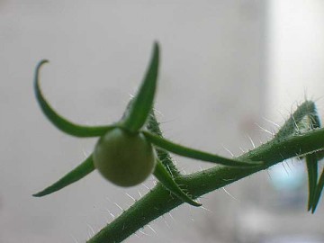 medium_Plante-tomate-essai.2.jpg